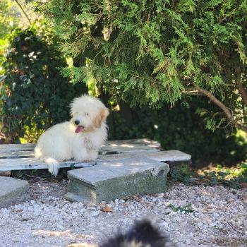 chiot Coton de tulear Blep Élevage du Royaume des P'tits Loups