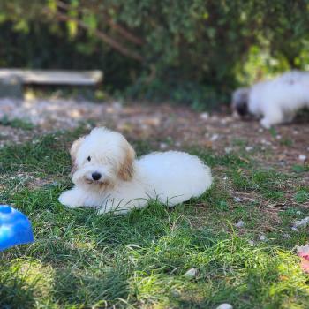 chiot Coton de tulear Blep Élevage du Royaume des P'tits Loups