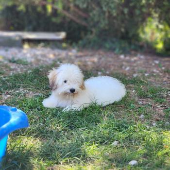 chiot Coton de tulear Blep Élevage du Royaume des P'tits Loups