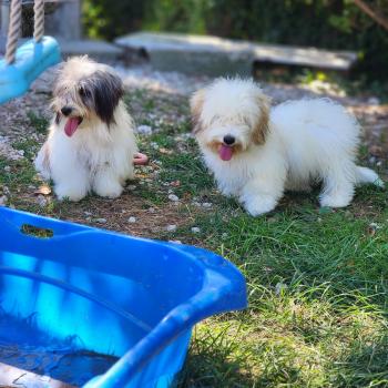 chiot Coton de tulear Blep Élevage du Royaume des P'tits Loups