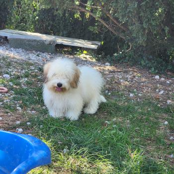 chiot Coton de tulear Blep Élevage du Royaume des P'tits Loups