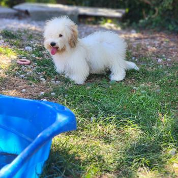 chiot Coton de tulear Blep Élevage du Royaume des P'tits Loups