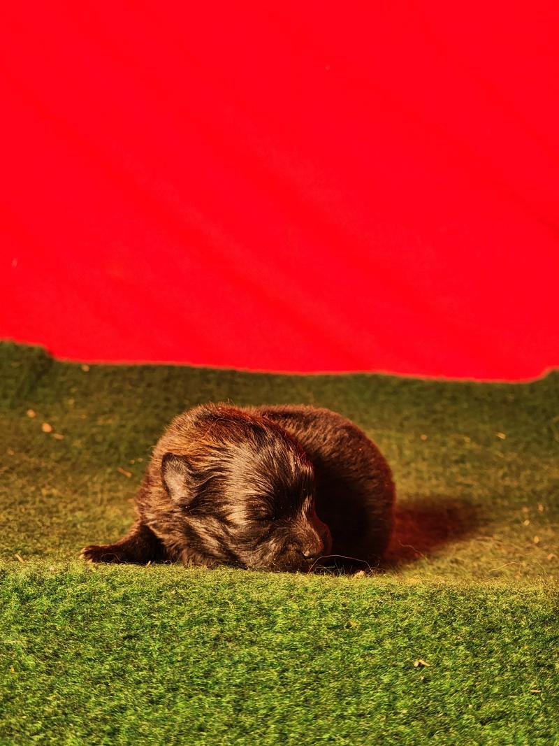 B Femelle Spitz allemand