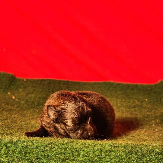 B Femelle Spitz allemand