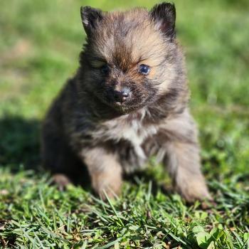 chiot Spitz allemand B Élevage du Royaume des P'tits Loups