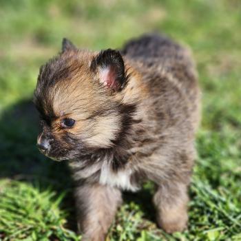 chiot Spitz allemand B Élevage du Royaume des P'tits Loups