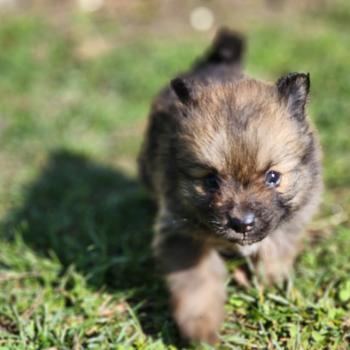 chiot Spitz allemand B Élevage du Royaume des P'tits Loups