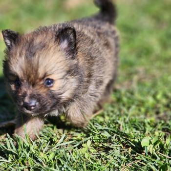 chiot Spitz allemand B Élevage du Royaume des P'tits Loups