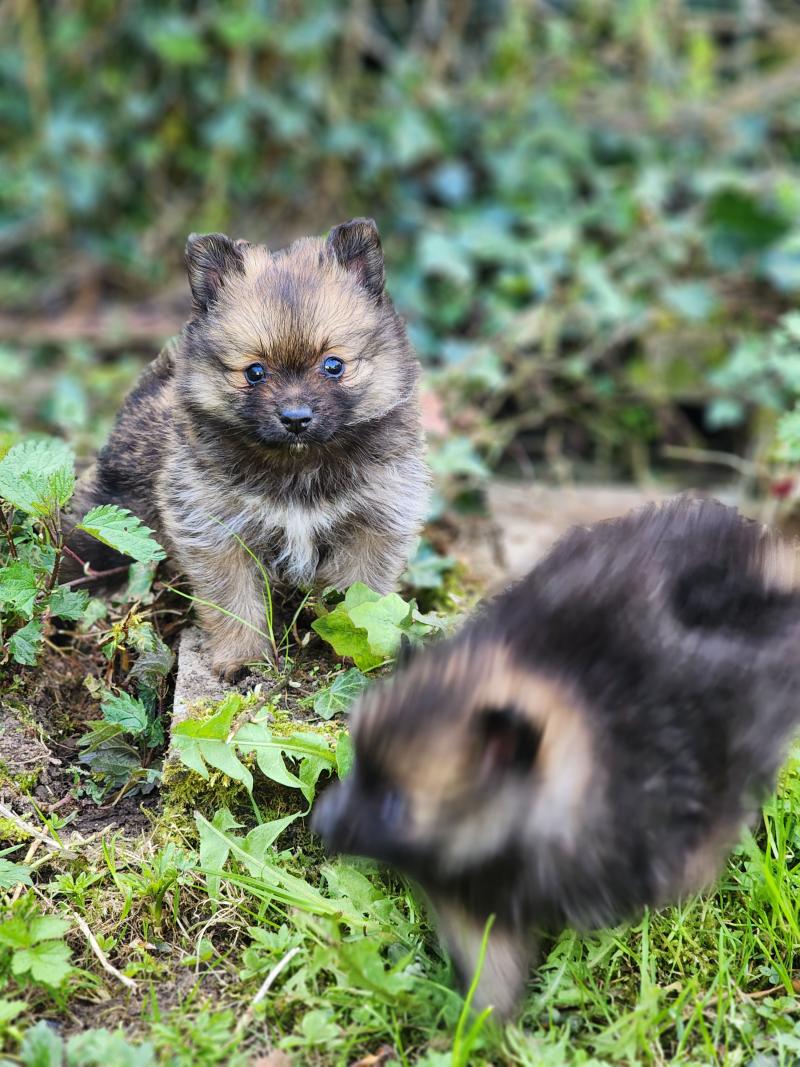 B Femelle Spitz allemand