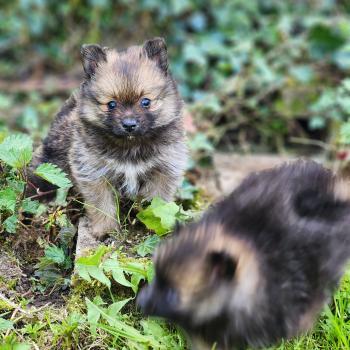 chiot Spitz allemand B Élevage du Royaume des P'tits Loups