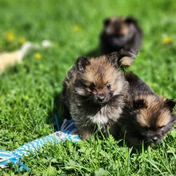 chiot Spitz allemand B Élevage du Royaume des P'tits Loups