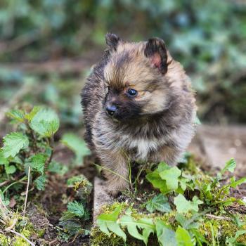 chiot Spitz allemand B Élevage du Royaume des P'tits Loups