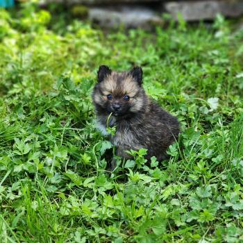 chiot Spitz allemand B Élevage du Royaume des P'tits Loups