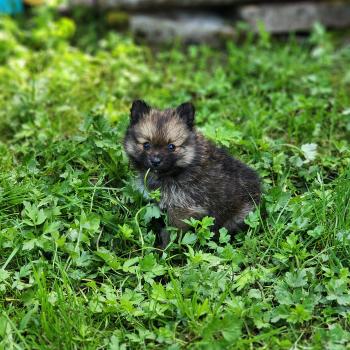chiot Spitz allemand B Élevage du Royaume des P'tits Loups