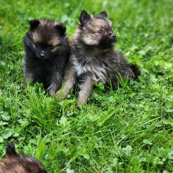 chiot Spitz allemand B Élevage du Royaume des P'tits Loups