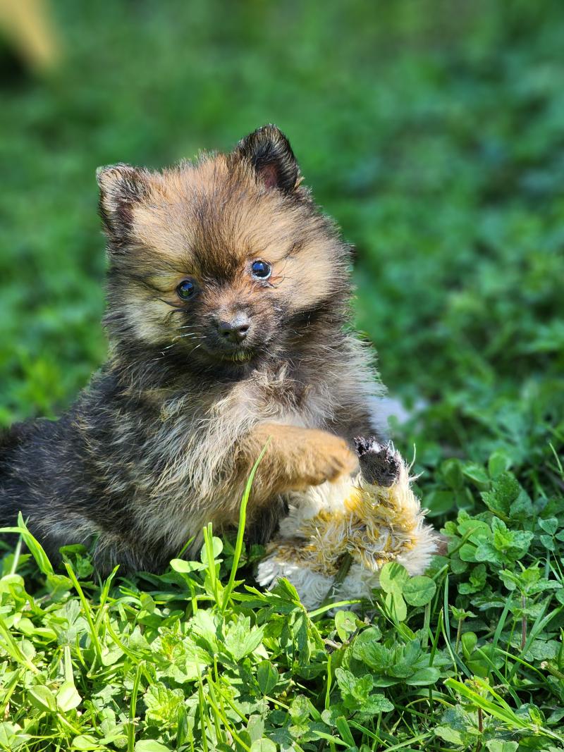 B Femelle Spitz allemand