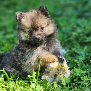chiot Spitz allemand B Élevage du Royaume des P'tits Loups