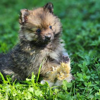 chiot Spitz allemand B Élevage du Royaume des P'tits Loups