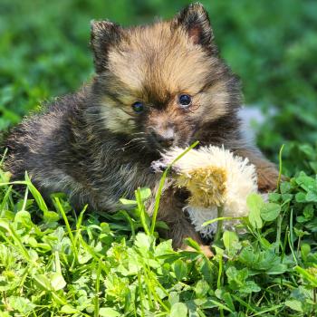 chiot Spitz allemand B Élevage du Royaume des P'tits Loups