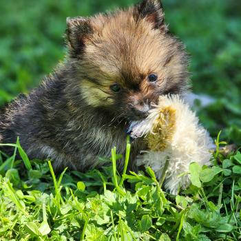 chiot Spitz allemand B Élevage du Royaume des P'tits Loups