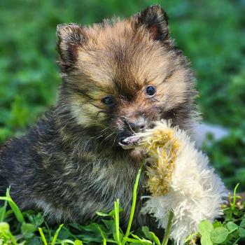 chiot Spitz allemand B Élevage du Royaume des P'tits Loups