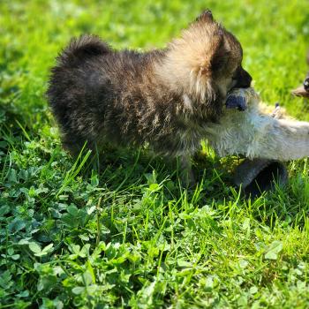 chiot Spitz allemand B Élevage du Royaume des P'tits Loups