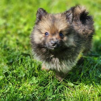 chiot Spitz allemand B Élevage du Royaume des P'tits Loups