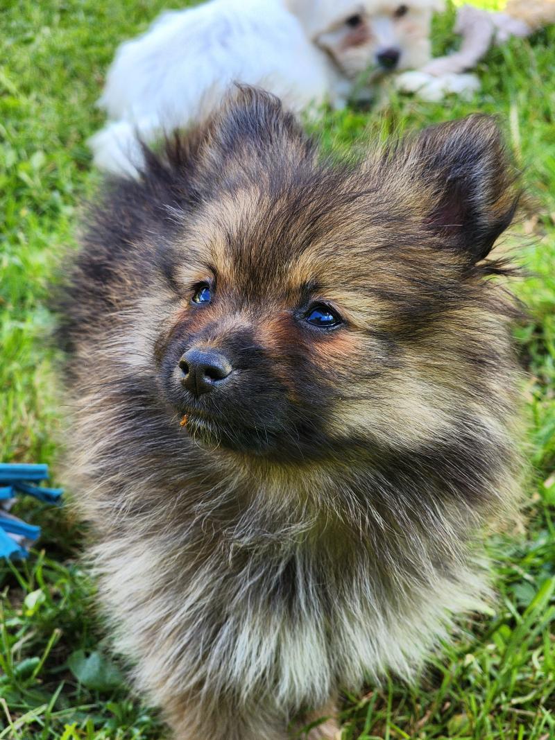B Femelle Spitz allemand