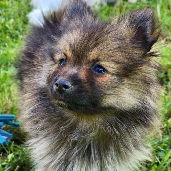 chiot Spitz allemand B Élevage du Royaume des P'tits Loups