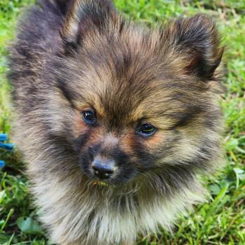 chiot Spitz allemand B Élevage du Royaume des P'tits Loups