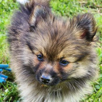 chiot Spitz allemand B Élevage du Royaume des P'tits Loups