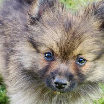 chiot Spitz allemand B Élevage du Royaume des P'tits Loups