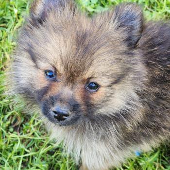 chiot Spitz allemand B Élevage du Royaume des P'tits Loups