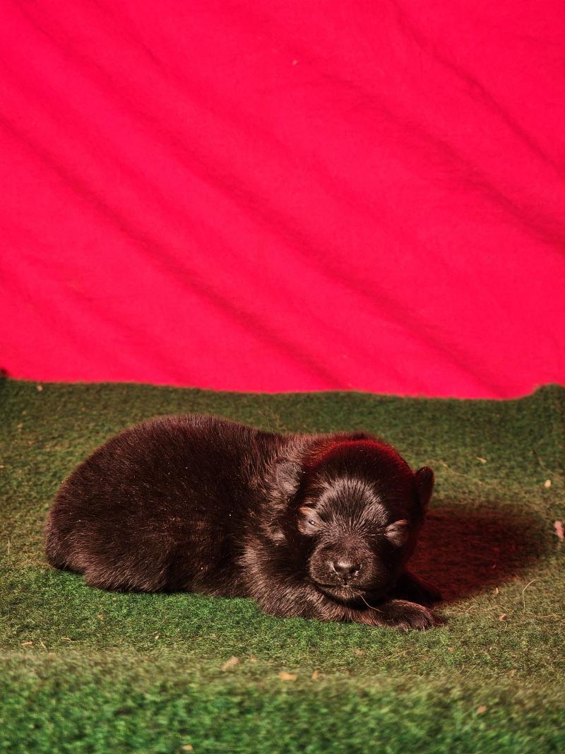 B Femelle Spitz allemand