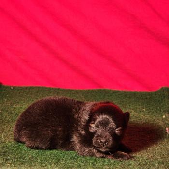 chiot Spitz allemand Élevage du Royaume des P'tits Loups