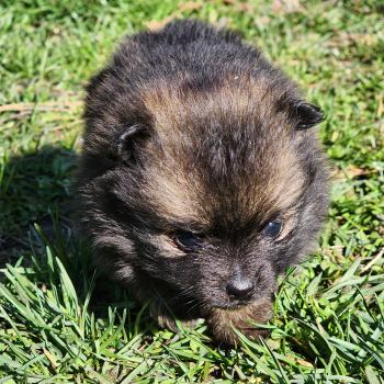 chiot Spitz allemand B Élevage du Royaume des P'tits Loups