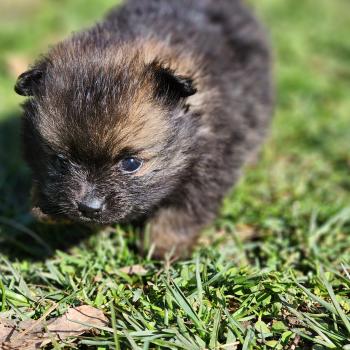 chiot Spitz allemand B Élevage du Royaume des P'tits Loups