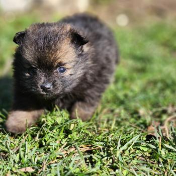 chiot Spitz allemand B Élevage du Royaume des P'tits Loups