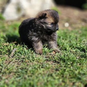 chiot Spitz allemand B Élevage du Royaume des P'tits Loups