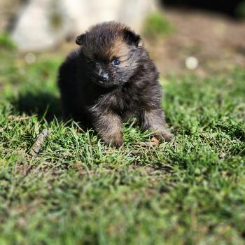 chiot Spitz allemand B Élevage du Royaume des P'tits Loups
