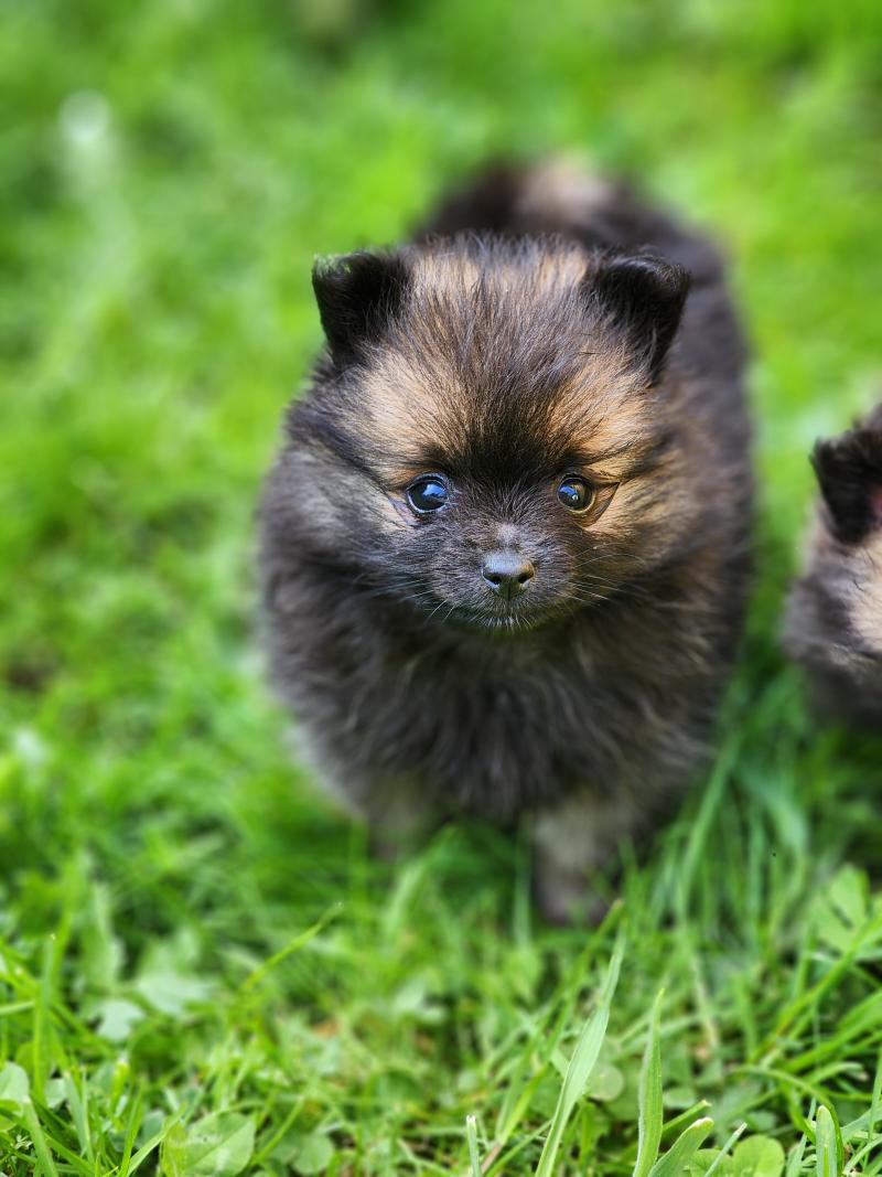 B Femelle Spitz allemand