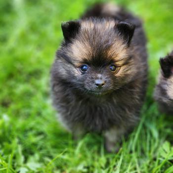 chiot Spitz allemand B Élevage du Royaume des P'tits Loups
