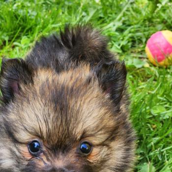 chiot Spitz allemand B Élevage du Royaume des P'tits Loups