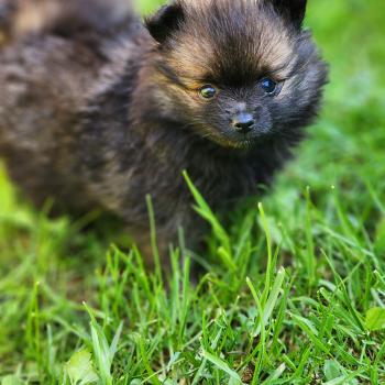 chiot Spitz allemand B Élevage du Royaume des P'tits Loups