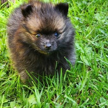chiot Spitz allemand B Élevage du Royaume des P'tits Loups