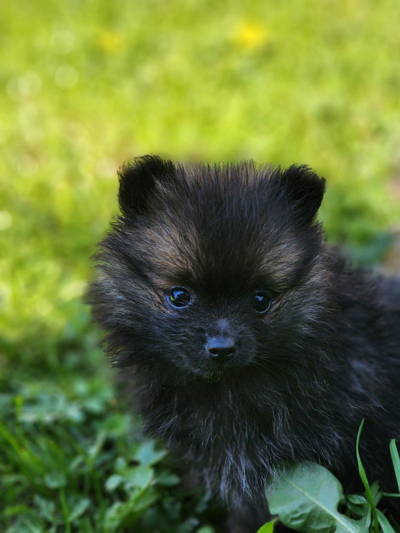 B Femelle Spitz allemand