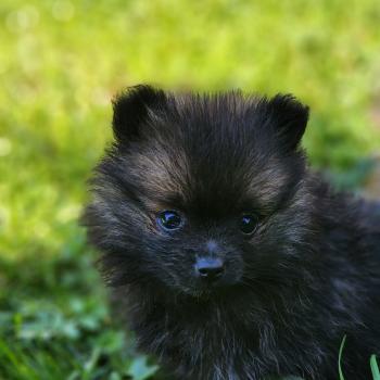 chiot Spitz allemand B Élevage du Royaume des P'tits Loups