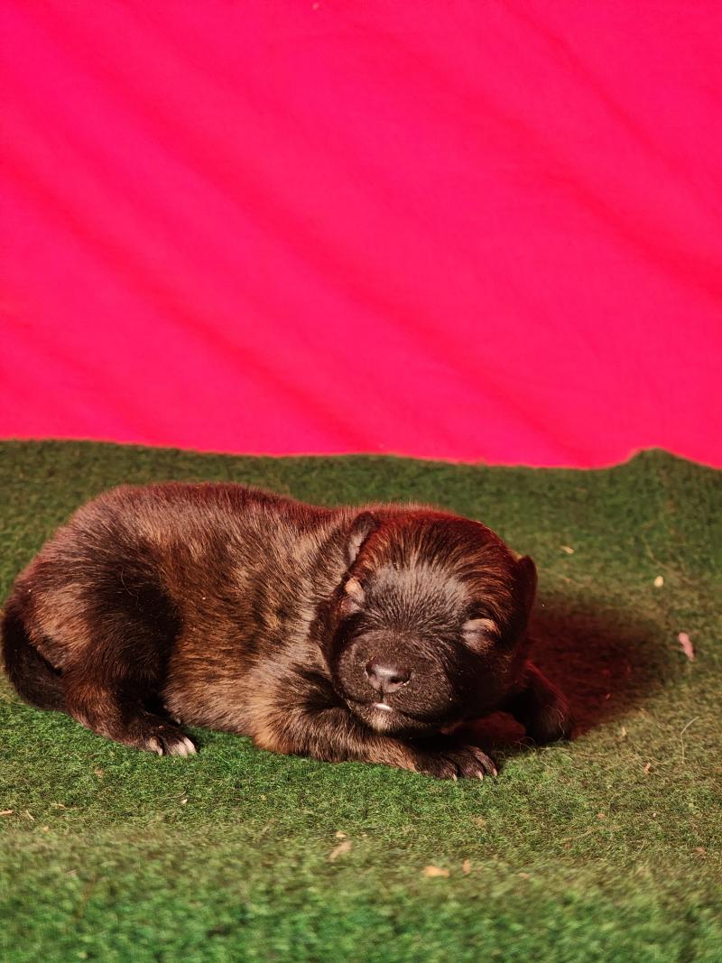 B Femelle Spitz allemand