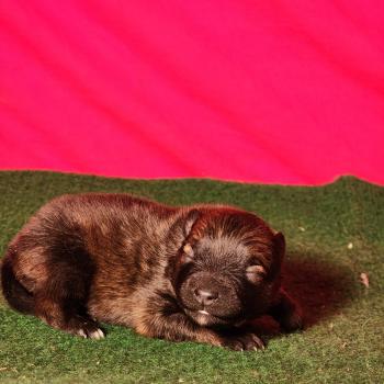 chiot Spitz allemand Élevage du Royaume des P'tits Loups