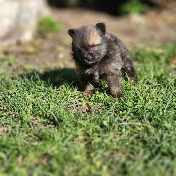 chiot Spitz allemand B Élevage du Royaume des P'tits Loups